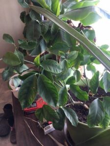 how-to-grow-tropical-plants-indoors